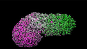 Logran un modelo similar al de un embrión humano a partir de células madre